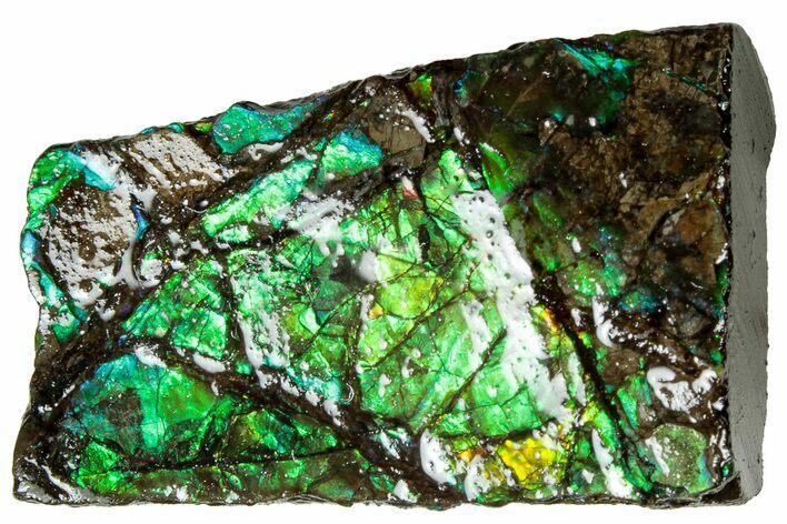 Iridescent Ammolite (Fossil Ammonite Shell) - Alberta #311427